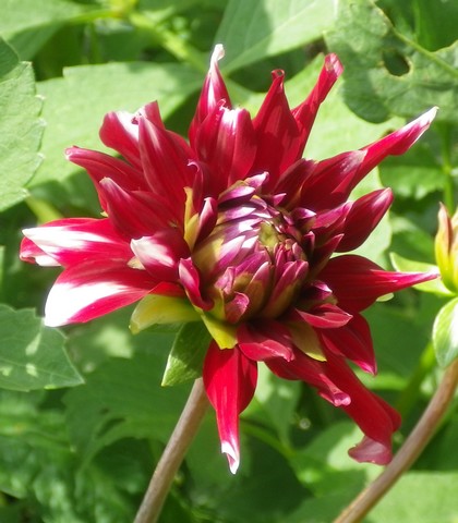 2012 - Dahlia !!! - Page 5 26072012