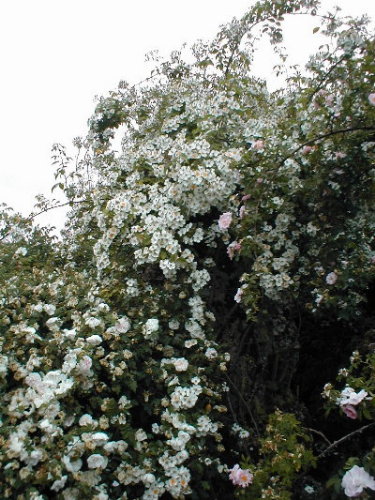 Clematis Mrs Cholmondeley 29092010