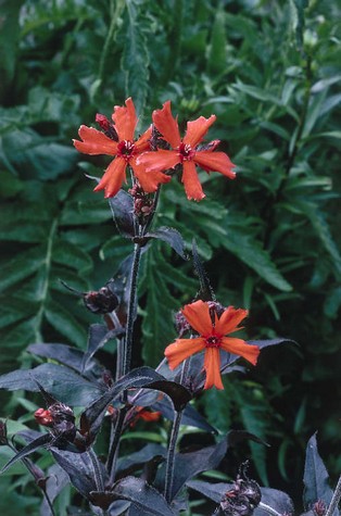 Lychnis vesuvius 83471110