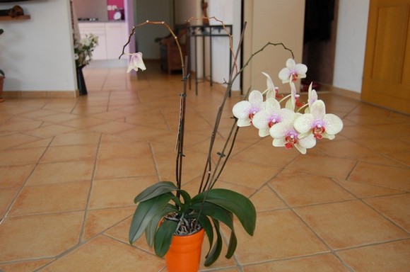 mon orchidée se fane Dsc_0211