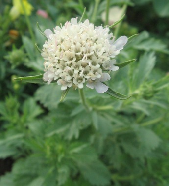 Scabiosa stellata Scabio11