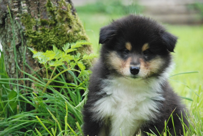 Tricolour Puppies by Velours Noir du Clos de Montamer Chiotr10