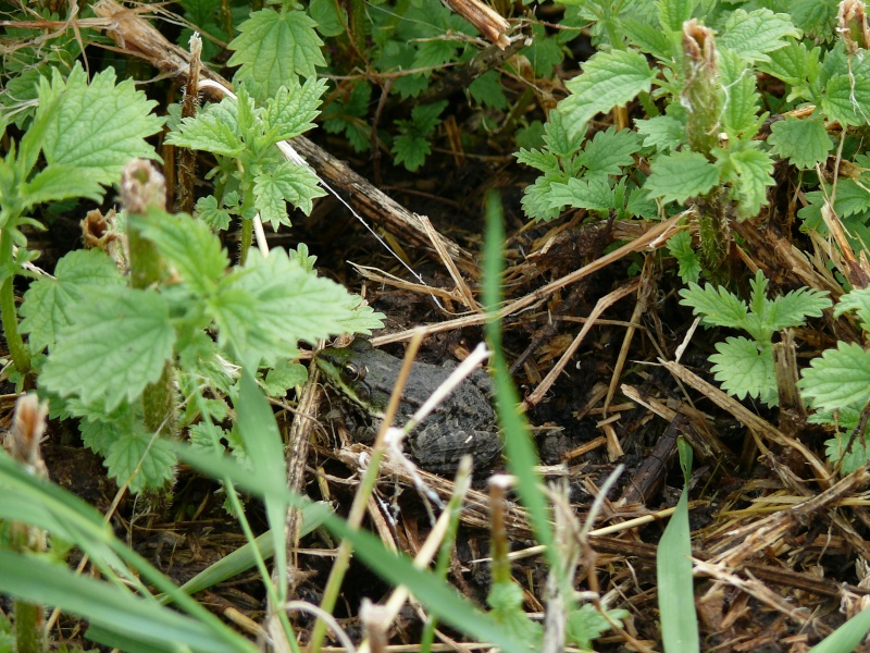 Une ballade en Vallée de l'Eure P1030026