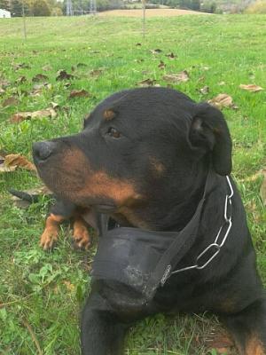 PRINCESSE, Femelle rottweiler  Prince11