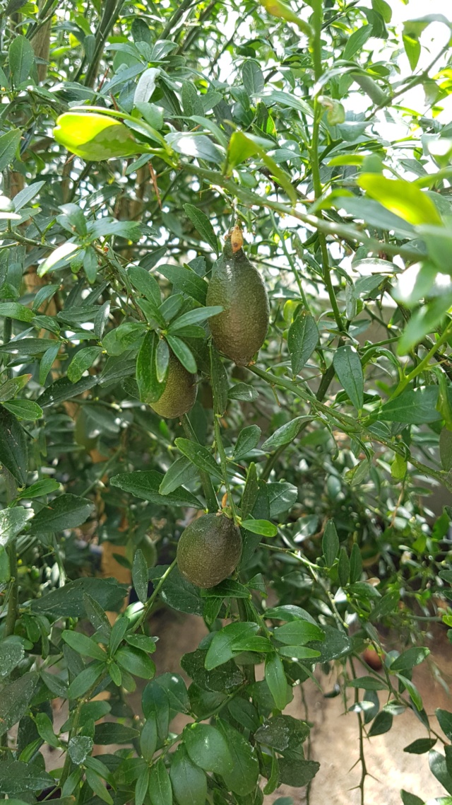 microcitrus australisica rose 20180816