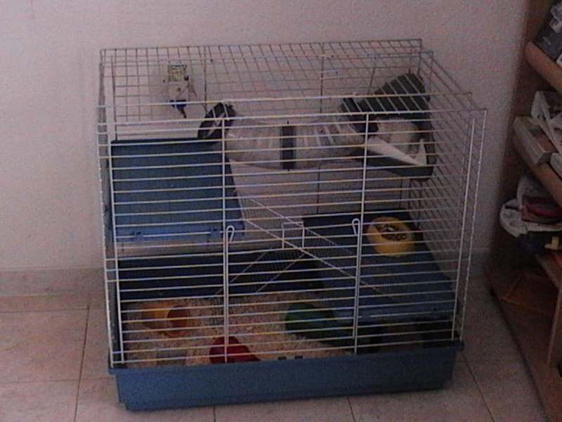 ma nouvelle cage Photo_25
