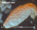 Ostracodes de FERCOURT (Oise)- ostracods Fer-os10