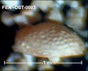 Ostracodes de FERCOURT (Oise)- ostracods Fer-os12