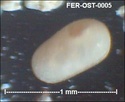 Ostracodes de FERCOURT (Oise)- ostracods Fer-os14