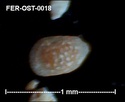 Ostracodes de FERCOURT (Oise)- ostracods Fer-os27