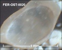 Ostracodes de FERCOURT (Oise)- ostracods Fer-os29