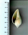 [résolu]volutocorbis crenulifera (Bayan, 1870) Gast0012