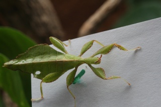 Phyllium SP (PSG 278) Quenti14