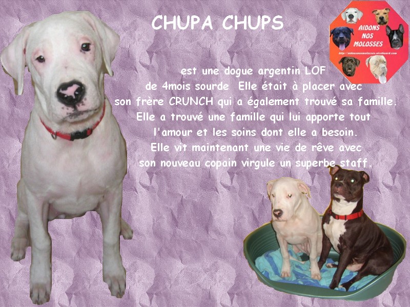 CHOUPA - CHUPS, femelle dogue argentin SOURDE, 4 mois 1/2 - Page 2 Chupa_10