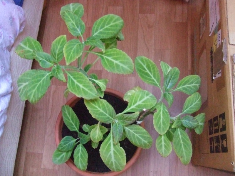 Les plantes du Goupil Salvia11
