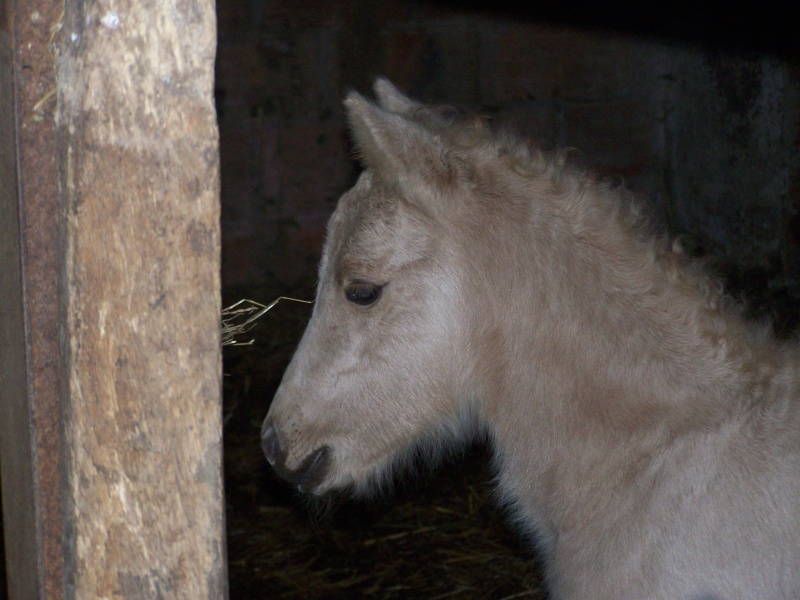 2008 - pouliche ONC palomino - Page 2 100_3210