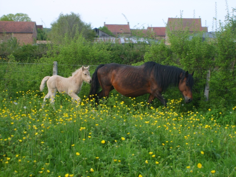 2008 - pouliche ONC palomino - Page 2 S5000111