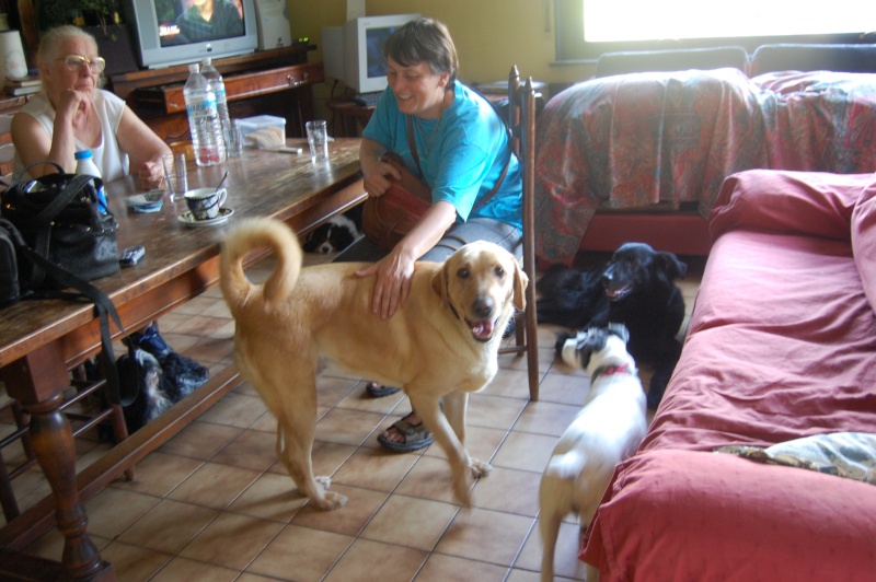 Kenzo Labrador beige M. castr de 4 ans --> Coup de pouce Dsc_0623