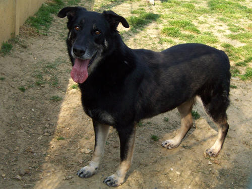 POCKER ,gentil bergerXhusky, 8 ans, son refuge ferme fin mai Pocker10