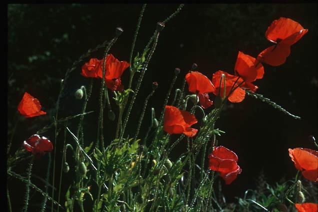 le coquelicot 0026