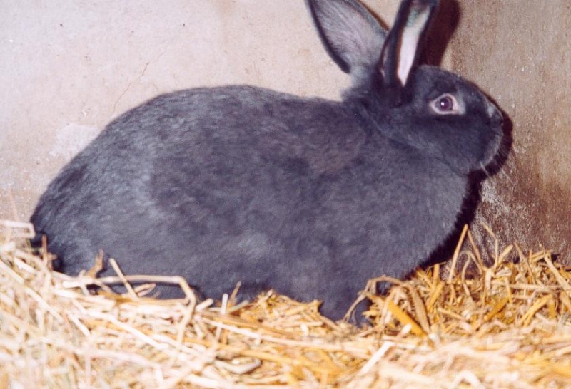 Le lapin domestique 3317