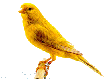 Canari 7718