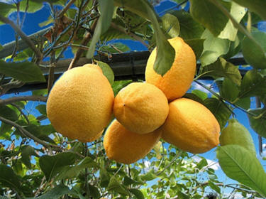 le citronnier 7_citr10
