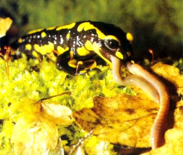 la salamandre tachetée Adulte10