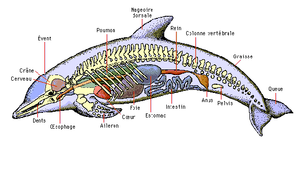 le dauphin Anatom10