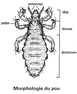 Pédiculose ( les poux ) Anatom11