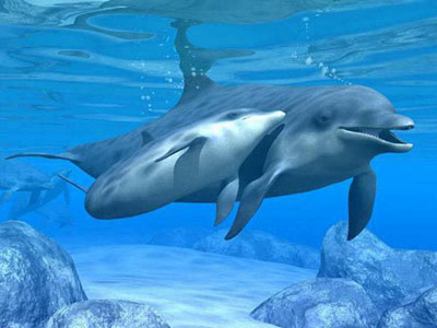  le dauphin Bebe15