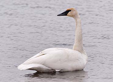 le cygne Cygne-10