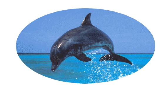  le dauphin Des410