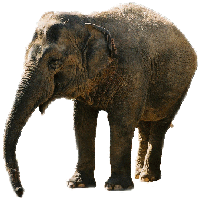 l'Éléphant Elepha10
