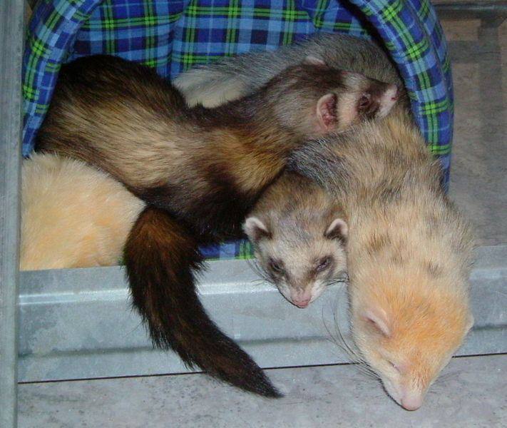 le furet