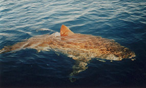 le grand requin blanc Gd_bla10