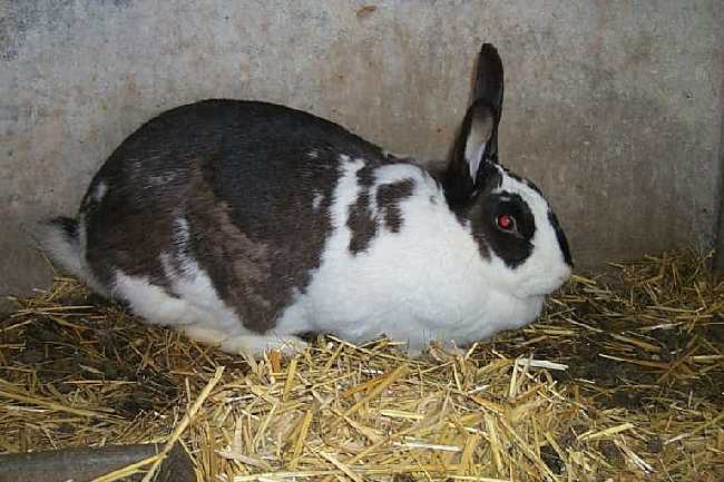 Le lapin domestique Geant10