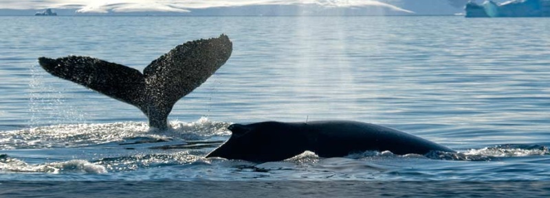 la baleine Image10