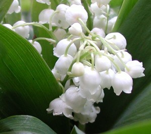 le muguet Muguet10