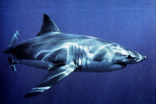 le grand requin blanc Peau11