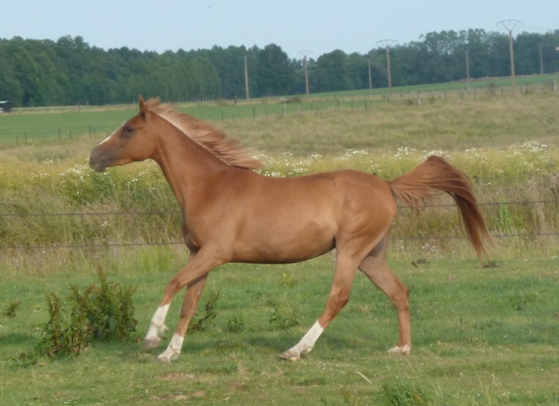 Pouliche arabe 3 ans Une710