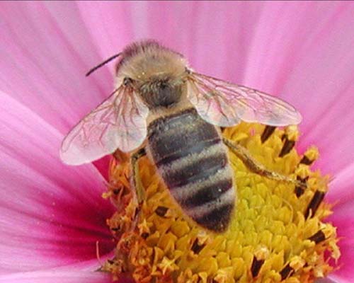"Tizwa".. L’apiculture, le poids des traditions Abeill10