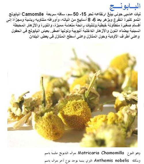 Nos plantes aromatiques et médicinales Camomi14