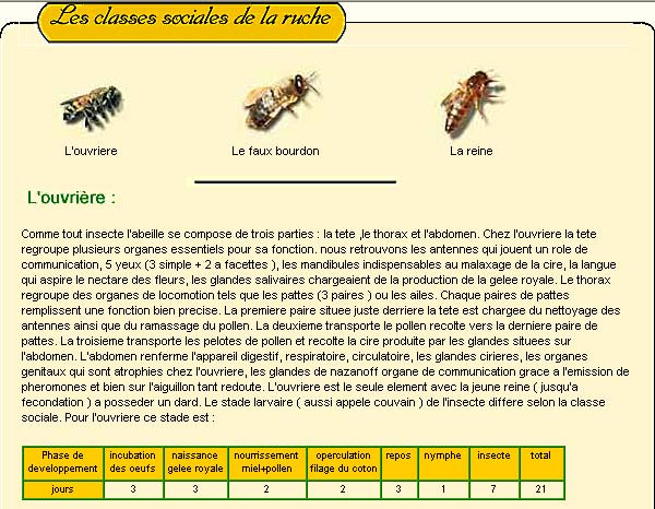 "Tizwa".. L’apiculture, le poids des traditions Classe10