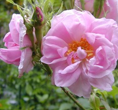 Une fête au parfum des roses Rosada10