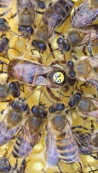 "Tizwa".. L’apiculture, le poids des traditions Ruched11
