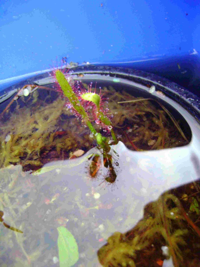 quelque drosera Droser19