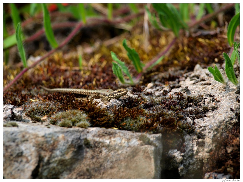 Slow worm and wall lizards ... Fil_bl10