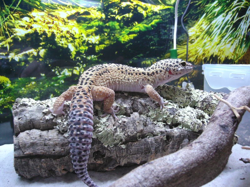 mes geckos léopard (Eublepharis macularius) Lezard10