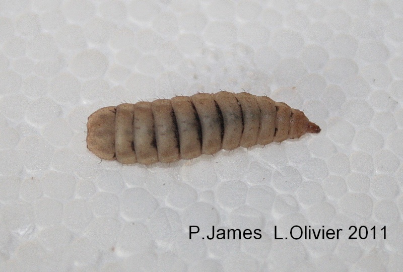 larves Hemertia illucens-dispo Arras Img_1116